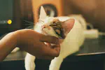 Use of AirTag as a Pet Tracker: My Personal Story