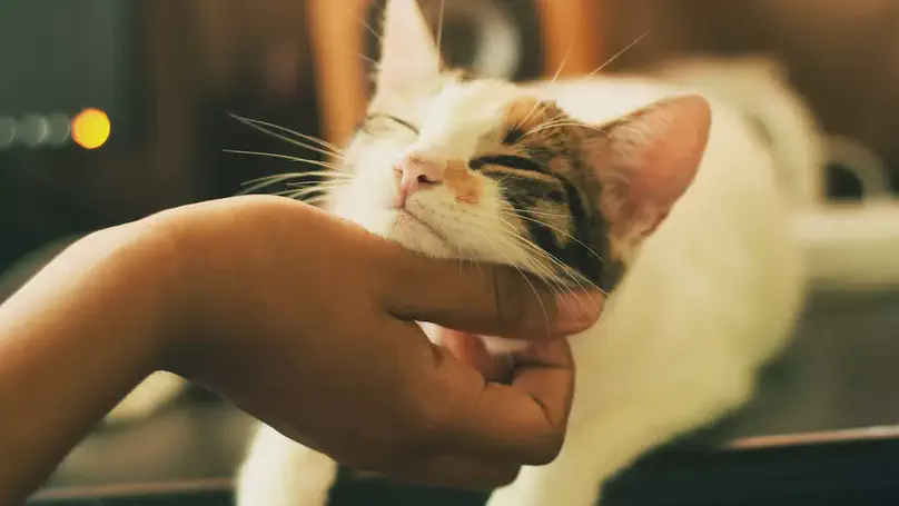 Use of AirTag as a Pet Tracker: My Personal Story